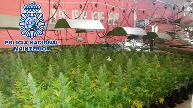 Plantación de marihuana requisada por lña Policía Nacional en La Línea